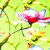 Viskosejersey Große Blüten Kiwigrün